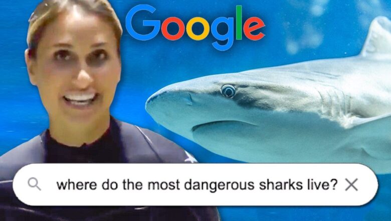 Shark Expert Answers The Most Googled Questions About Sharks