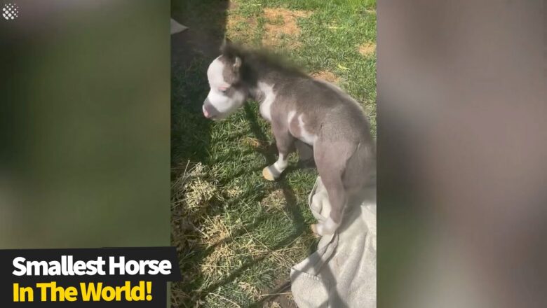 Smallest horse in the world’ abandoned by his mother now lives indoors