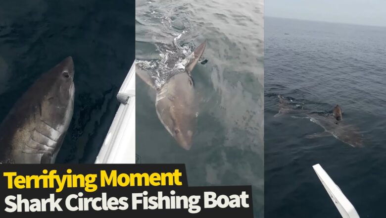 Terrifying moment shark slowly circles small fishing boat