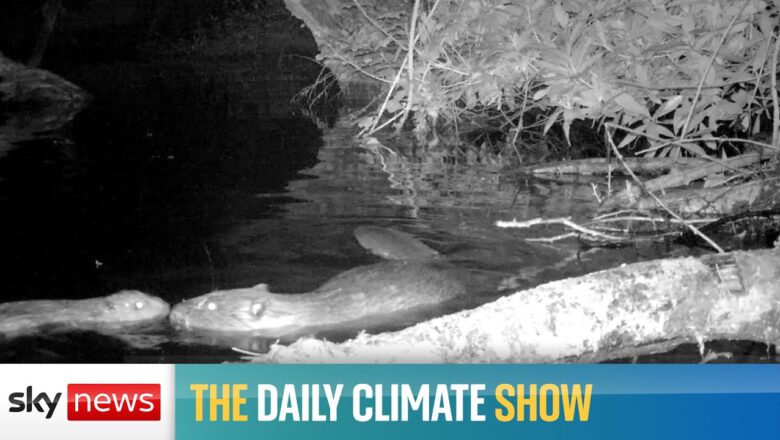 The Daily Climate show: Historic birth of a Beaver on Exmoor