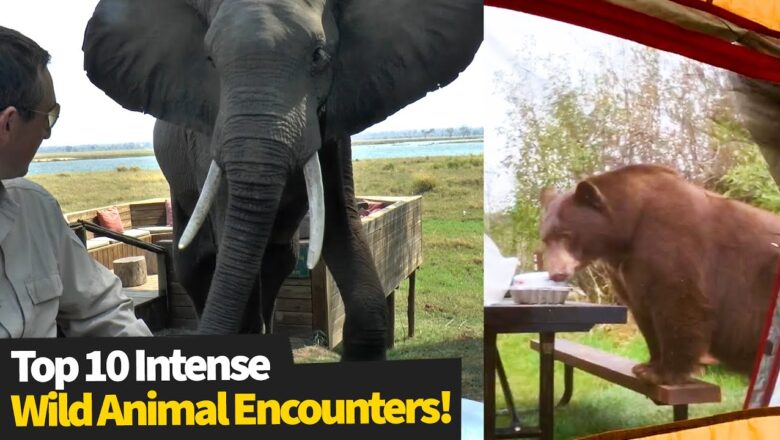 Top 10 INTENSE Wild Animal Encounters