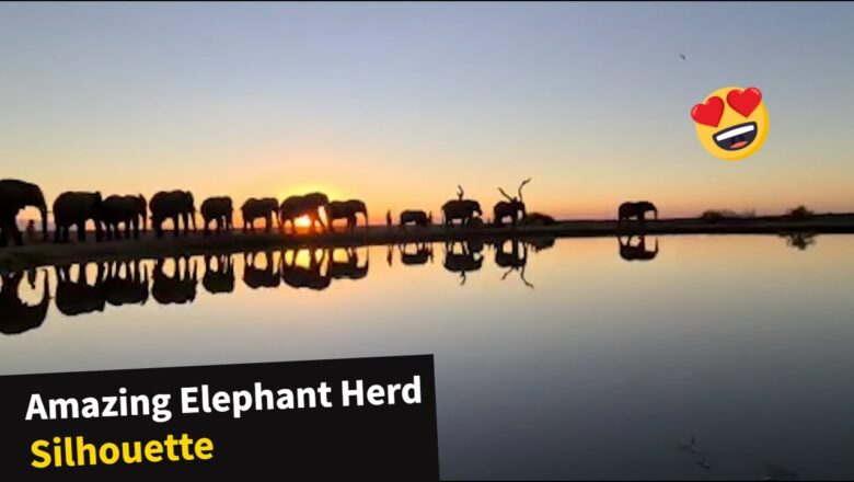 INSANELY beautiful clip of an elephant herd silhouetted by stunning sunset backdrop