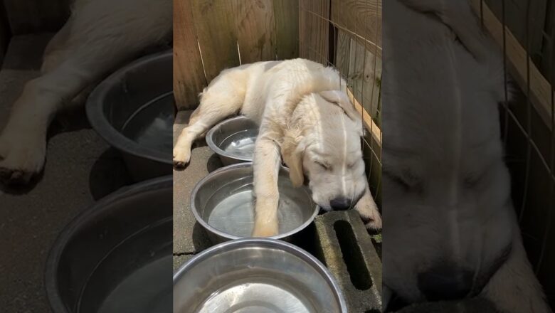 Labrador Dog Sleeps In Strange Place #shorts