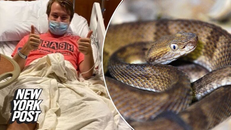 Man, 21, bitten by venomous snake while hiking in New Jersey | New York Post