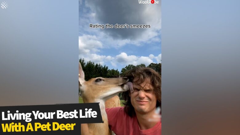 Man living his best life with his pet deer