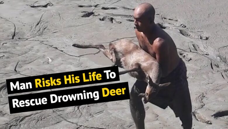 Man Risks His Life To Save A Drowning Deer In Swamp | Animal Rescues