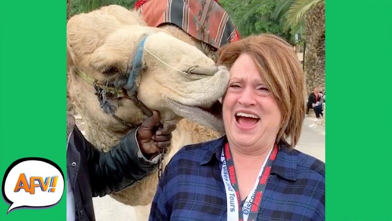 Nothing Like a CAMEL KISS to RUIN Your DAY! ? | Best Funny Animal and Nature Fails | AFV 2021