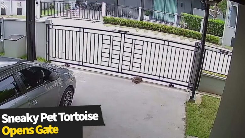 Pet tortoise breaks free from home by pushing open metal gate