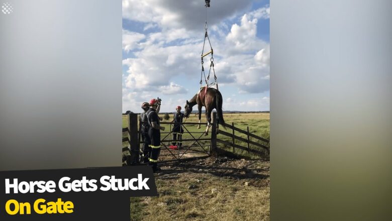 Stallion gets STUCK on gate while trying to reach field of female horses