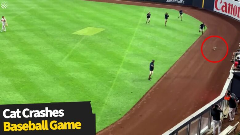 Stray cat interrupts Yankee baseball game, stadium workers go on a wild chase!