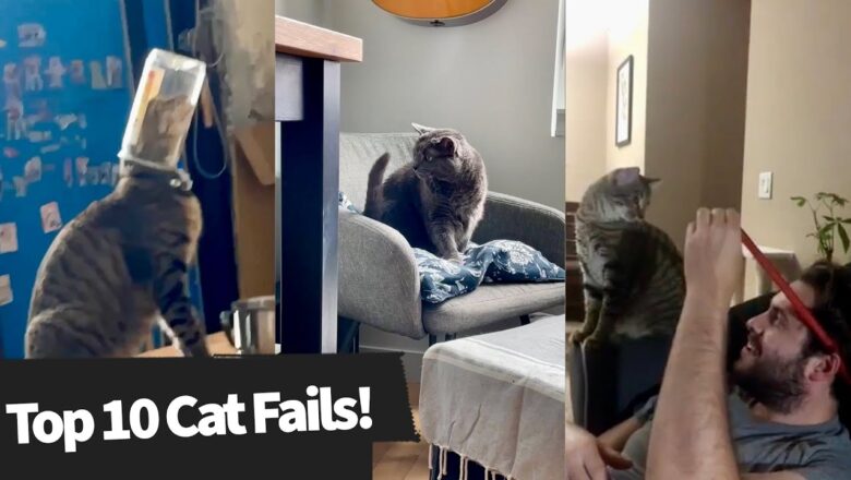 Top 10 Cat Fails! These Cats Will Make you Laugh!?