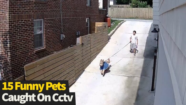 Top 15 Funny Pets Caught On CCTV