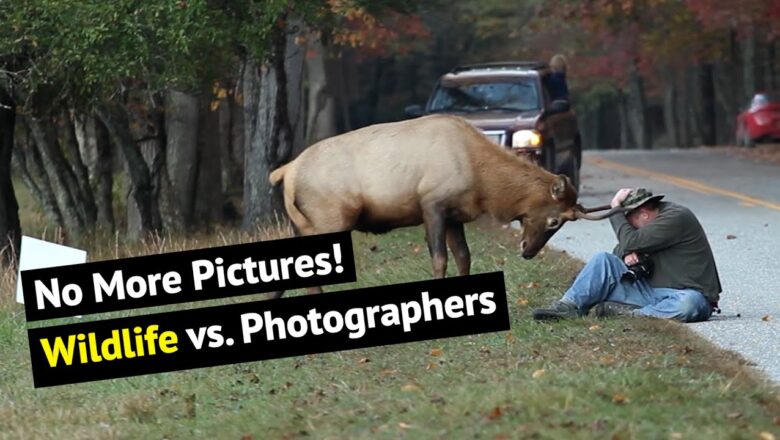 Top 16 Moments Photograhers Got Incredibly Close To Animals In The Wild