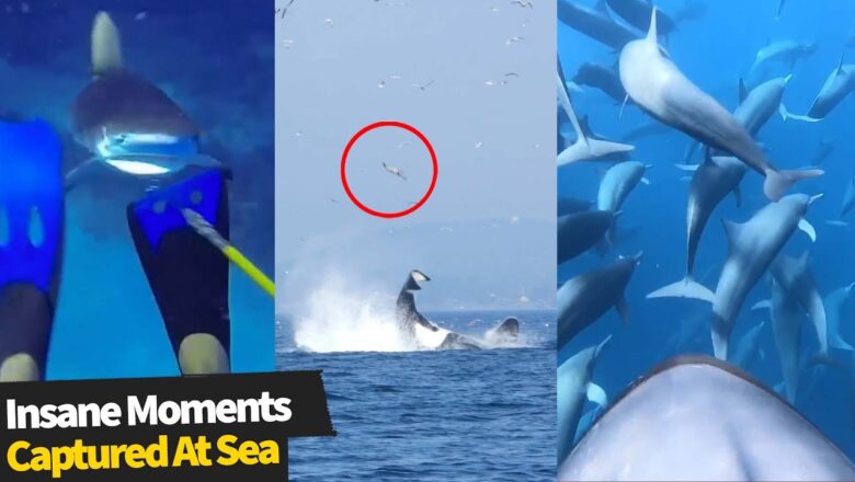 Top 6 Insane Moments Captured At Sea