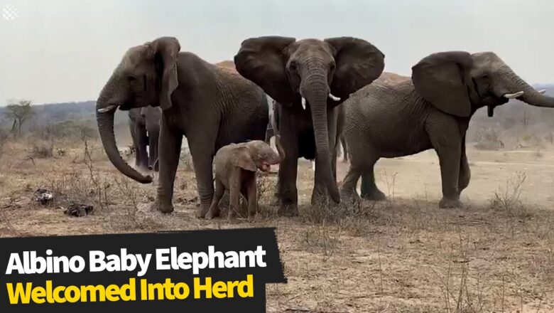 Touching moment orphaned albino elephant is greeted by her new herd