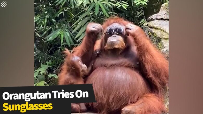 World’s Coolest Sunglass-Wearing Orangutan