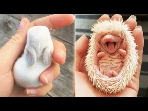 AWW SO CUTE! Cutest baby animals Videos Compilation Cute moment of the Animals – Cutest Animals #6