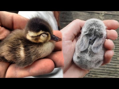 AWW SO CUTE! Cutest baby animals Videos Compilation Cute moment of the Animals – Cutest Animals #7