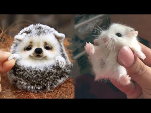 AWW SO CUTE! Cutest baby animals Videos Compilation Cute moment of the Animals – Cutest Animals #9