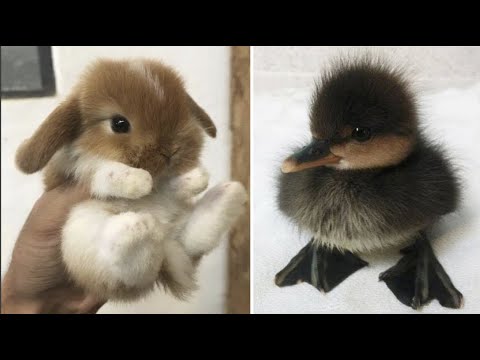 AWW SO CUTE! Cutest baby animals Videos Compilation Cute moment of the Animals – Cutest Animals #10