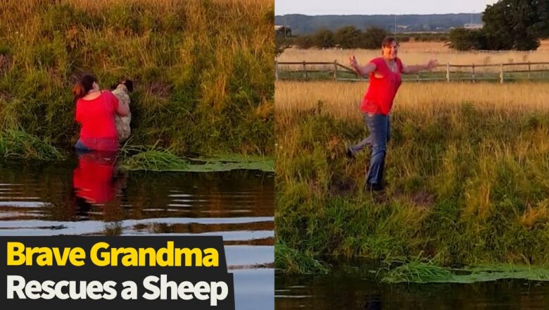 Brave Grandma Jumps Into a Lake To Save a Sheep