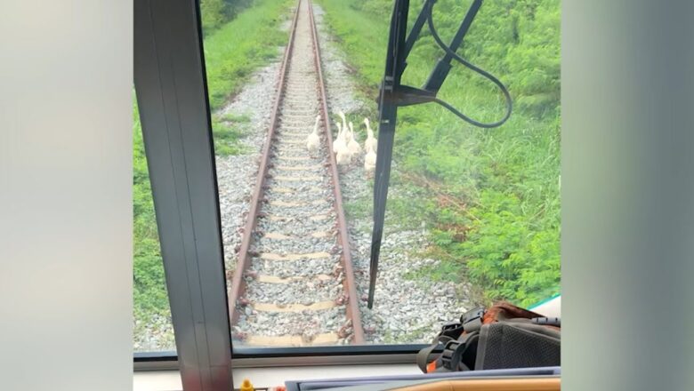 Carefree GEESE waddle along train tracks delaying passengers