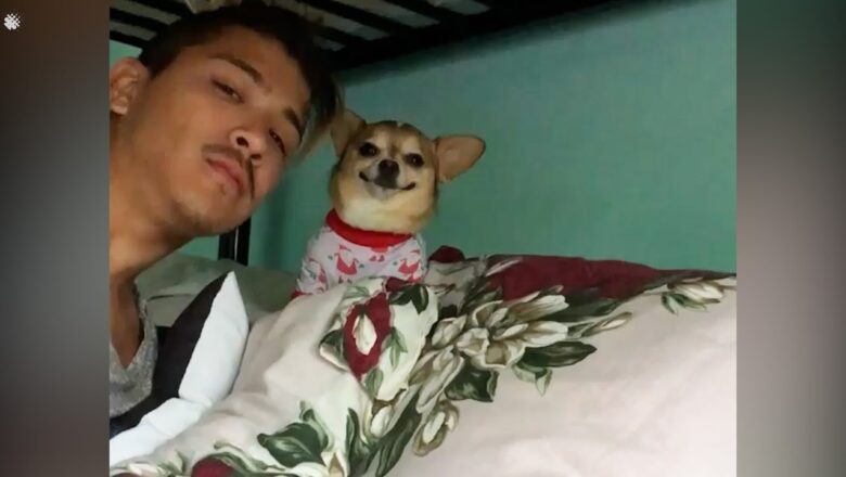 Chihuahua wearing pajamas can’t stop smiling while getting kisses