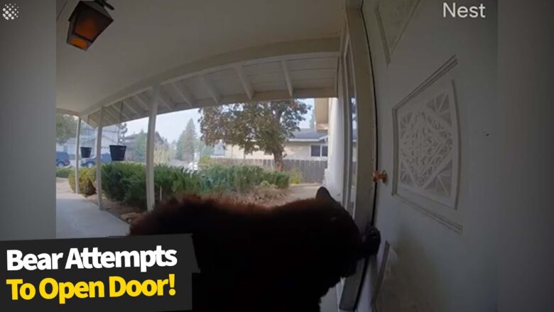 Curious bear tries to push open front door in California