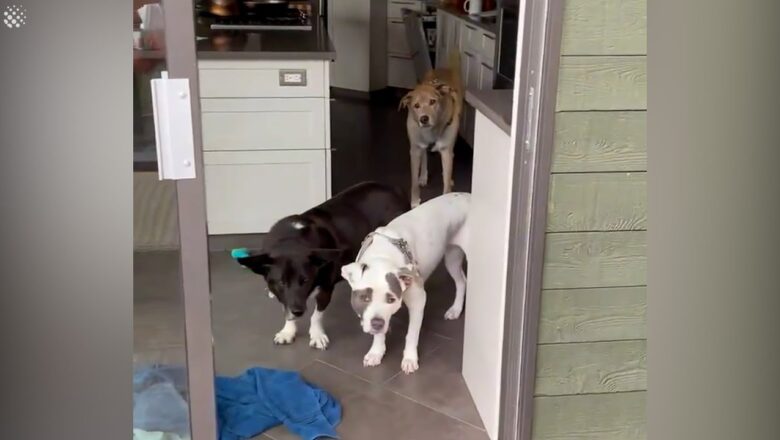 Dogs concerned when they realize they have to go out in the rain