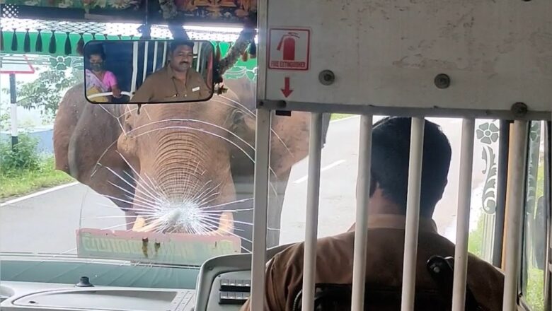 Elephant charges at a bus, smashing its front windscreen.