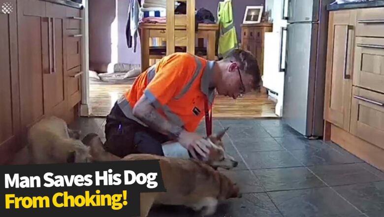 Former lifeguard saves his dog’s life after it starts to choke