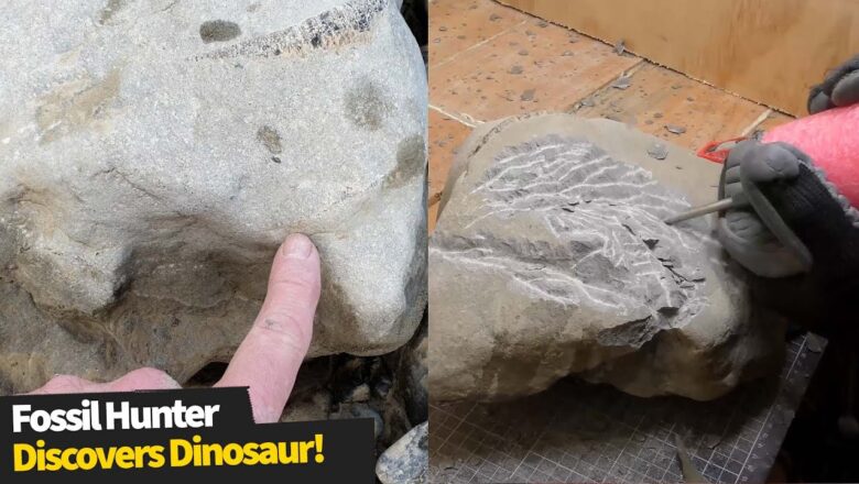 Fossil hunter discovers 80-million years old rare dinosaur