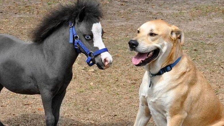 Funny HORSE VIDEOS will make you EXPLODE LAUGHING