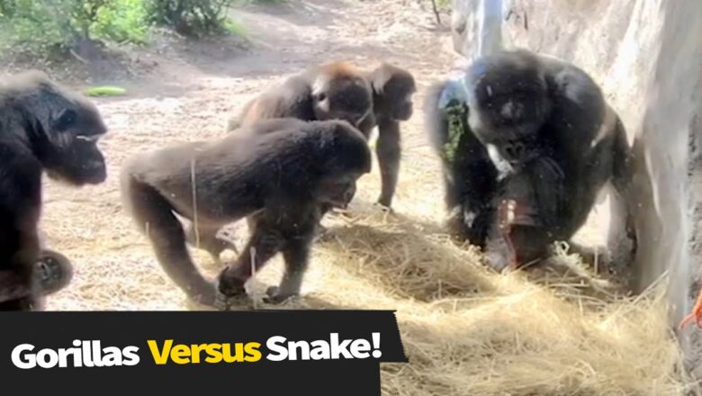 Gorillas React After Finding A Snake! ?