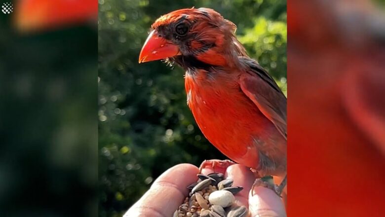 Hiker records as stunning birds perch on his hand