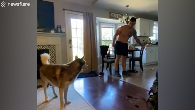 Hilarious husky exits house through dog door after making a mess