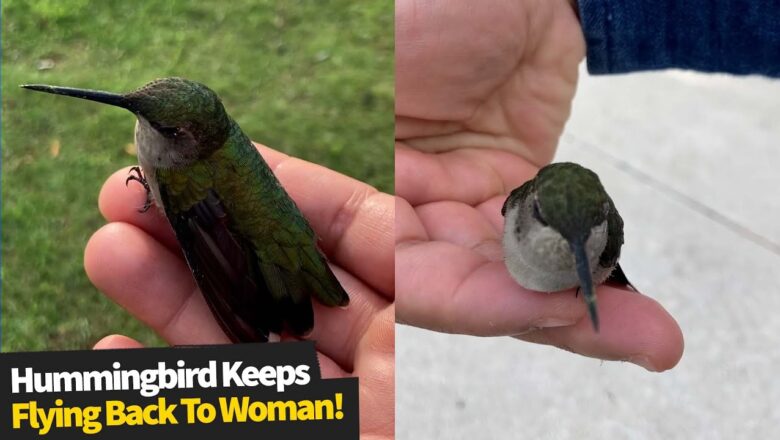 Hummingbird keeps flying back to woman who rescued it.