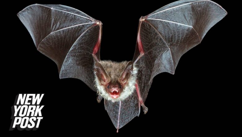 Illinois man who awoke to find a bat on his neck dies of rabies: health officials | New York Post