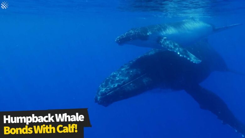 Incredible close-up footage of humpback whale bonding with calf