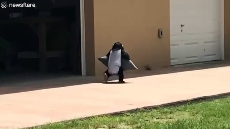 Monkey runs with pillow to give to best friend and zoopkeeper