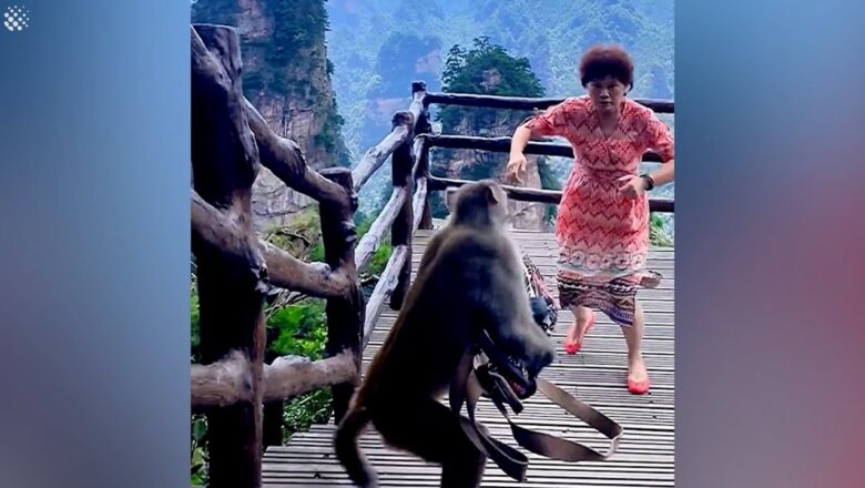 Monkey steals woman’s bag as she dances in national park