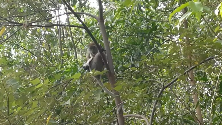 Puppy rescued after being held hostage by wild MONKEY