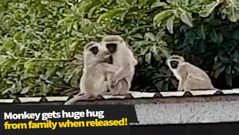 Rehabilitated Monkey Gets Huge Hug From Family!?