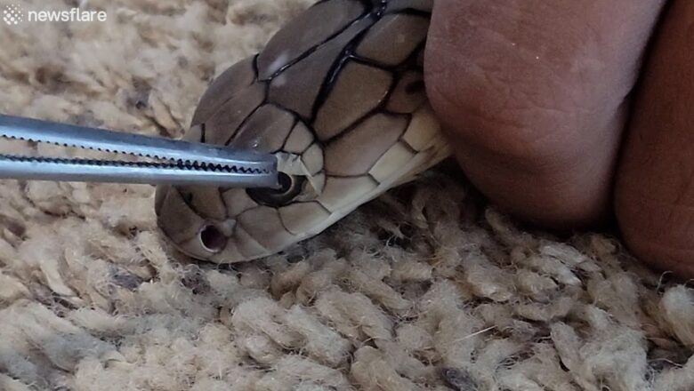 Removing a king cobra’s eye caps left from incomplete shedding