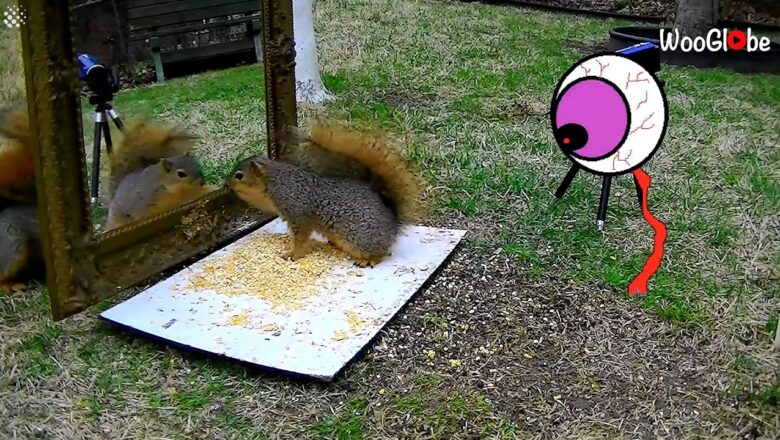 Squirrel baffled after seeing its own reflection while eating