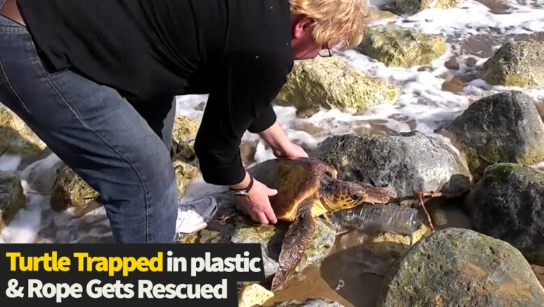 This turtle was in big trouble, but these two men found him just in time!