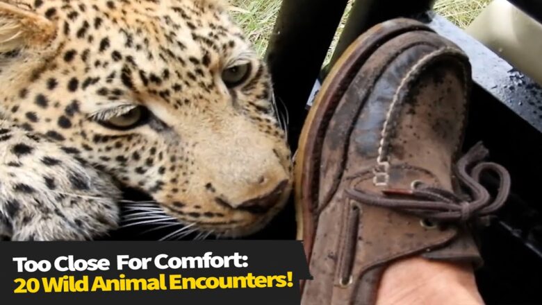 Top 15 Wild Animals That Got Dangerously Close!