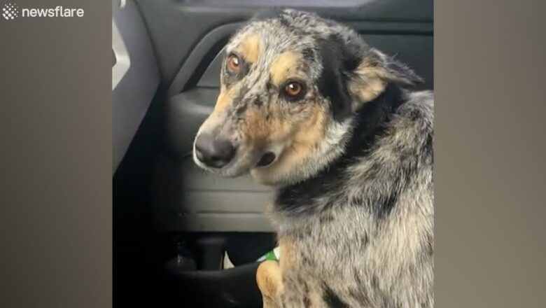 Upset dog thinks new baby cow is its replacement