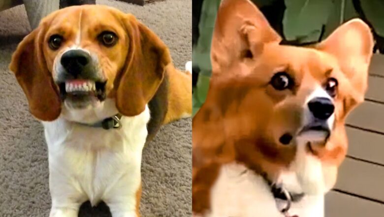 Which Breed Wins: Beagle vs Corgi