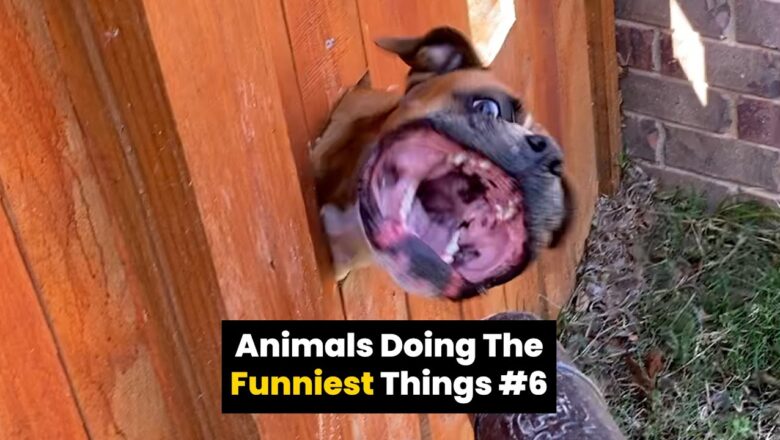 Animals Do The Funniest Things #6